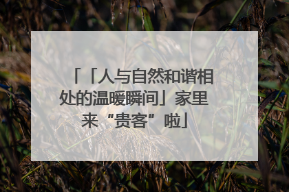 「人与自然和谐相处的温暖瞬间」家里来“贵客”啦