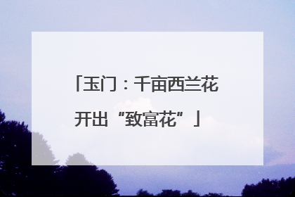 玉门：千亩西兰花开出“致富花”