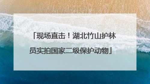 现场直击！湖北竹山护林员实拍国家二级保护动物