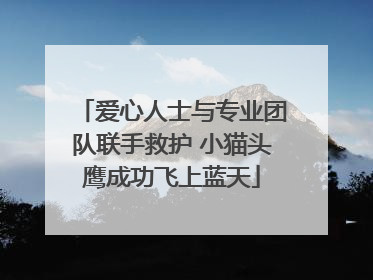 爱心人士与专业团队联手救护 小猫头鹰成功飞上蓝天