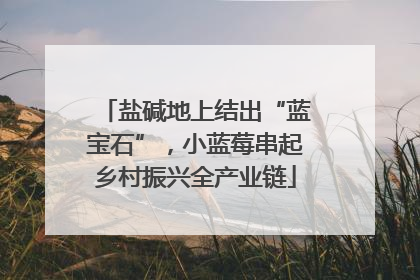 盐碱地上结出“蓝宝石”，小蓝莓串起乡村振兴全产业链