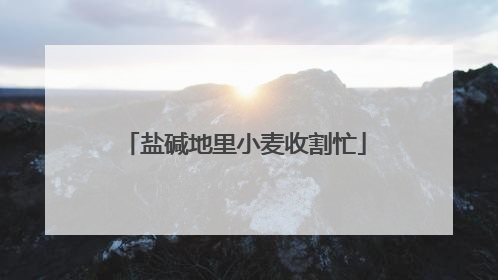 盐碱地里小麦收割忙
