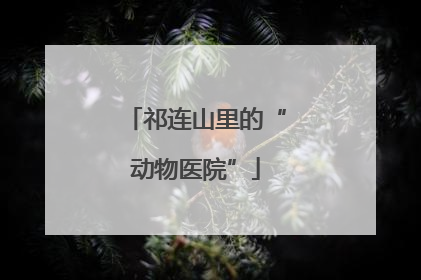 祁连山里的“动物医院”