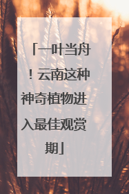 一叶当舟！云南这种神奇植物进入最佳观赏期