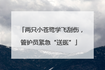 两只小苍鹭学飞刮伤，管护员紧急“送医”