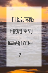 北京环路上的月季到底是谁在种？