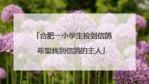 合肥一小学生捡到信鸽 希望找到信鸽的主人