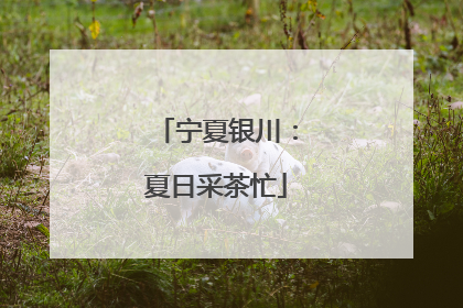 宁夏银川：夏日采茶忙