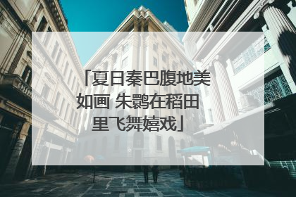 夏日秦巴腹地美如画 朱鹮在稻田里飞舞嬉戏