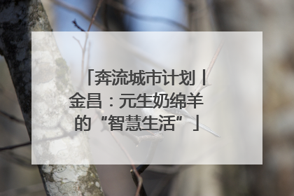 奔流城市计划丨金昌：元生奶绵羊的“智慧生活”