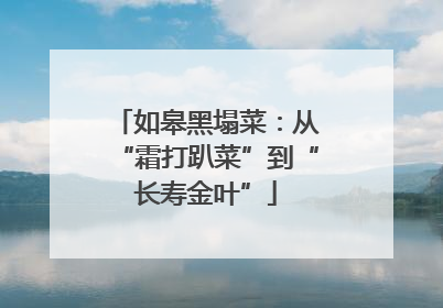 如皋黑塌菜：从“霜打趴菜”到“长寿金叶”