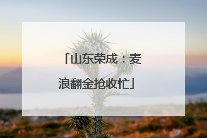 山东荣成：麦浪翻金抢收忙