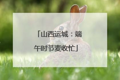 山西运城：端午时节麦收忙