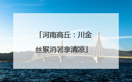 河南商丘：川金丝猴消暑享清凉