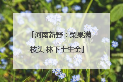 河南新野：梨果满枝头 林下土生金
