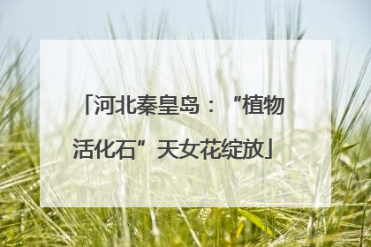 河北秦皇岛：“植物活化石”天女花绽放