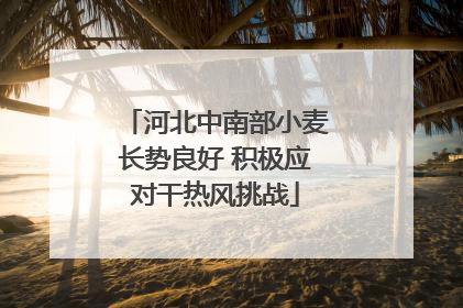 河北中南部小麦长势良好 积极应对干热风挑战