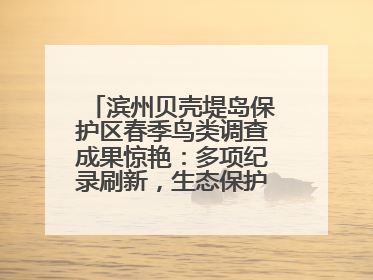 滨州贝壳堤岛保护区春季鸟类调查成果惊艳：多项纪录刷新，生态保护成效显著
