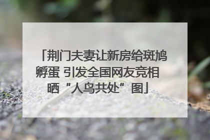 荆门夫妻让新房给斑鸠孵蛋 引发全国网友竞相晒“人鸟共处”图
