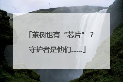 茶树也有“芯片”？守护者是他们……