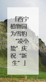 西宁植物园为雪豹“凌小蛰”庆祝“新生”