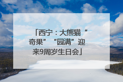 西宁：大熊猫“奇果”“园满”迎来9周岁生日会