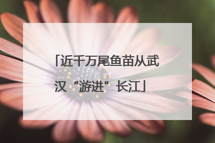 近千万尾鱼苗从武汉“游进”长江