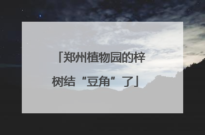 郑州植物园的梓树结“豆角”了