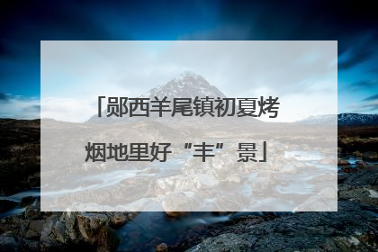 郧西羊尾镇初夏烤烟地里好“丰”景