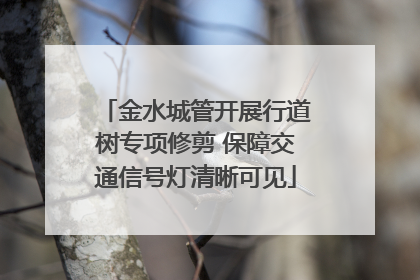 金水城管开展行道树专项修剪 保障交通信号灯清晰可见