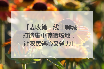 麦收第一线丨聊城打造集中晾晒场地，让农民省心又省力