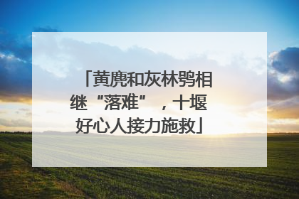 黄麂和灰林鸮相继“落难”，十堰好心人接力施救